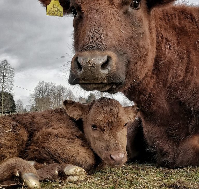 FOTO GANADORA EN CATEGORÍA FLORA Y FAUNA - Fotografía de vaca madre acostada con su bebe